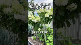 45. 비맞은 목수국 당장 이렇게 하세요!!