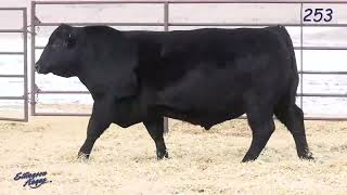 Ellingson Angus Lot 253