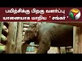 பயிற்சிக்கு பிறகு வளர்ப்பு யானையாக மாறிய  ' சங்கர் '  | elephant | elephant shankar