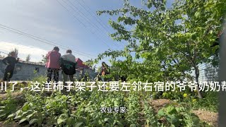 爷爷回四川了，爸爸做个洋柿子架还得左右邻居爷爷奶奶帮忙