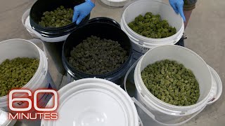 Inside the biggest legal marijuana factory in the United States