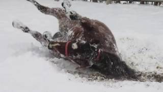 雪大好き！