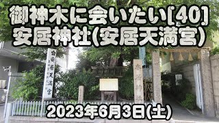 御神木に会いたい[40] 安居神社(安居天満宮) 2023年6月3日(土)