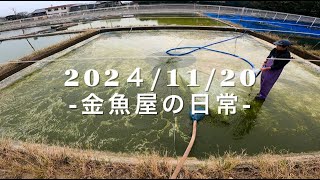 -20241120-金魚屋の日常