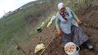 Patates Ekimi Nasıl Yapılır