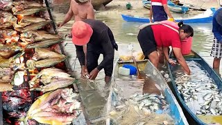 Catch Thousands of Fish in Only a Depth of 3 Meters | fishing net & BBQ