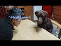 柴犬 u0026ラブラドール面白動画集part91～shiba labradorretriever funny stories～