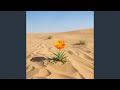 A Desert Blooms
