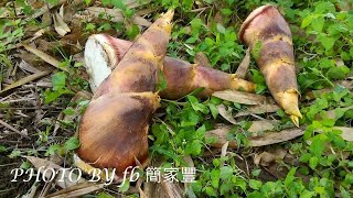 60秒撥筍殼 竹筍快速去殼密技 竹筍料理備料必學技巧 一刀流剝筍殼