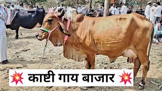 आजचा काष्टी गाय बाजार | 18/1/2025 | देशी गायींचा \u0026 HF  गायींचा बाजार | COW MARKET 👌💥