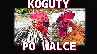 Moje koguty się nie lubią | Koguty walczyły