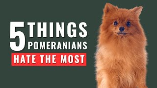 5 Things Pomeranian Dogs Hate The Most