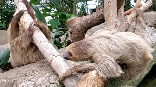 忍び寄るナマケモノ。-Sloths  神戸どうぶつ王国