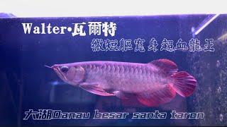 【樂魚愉人水族】32000元高質量品牌龍魚Walter•瓦爾特 大湖Danau besar santa taron 超血龍 #樂魚愉人水族 #水族館 #龍魚 #紅龍 #血紅龍