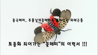 (노린재목)  해충이지만 아름다운 \