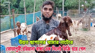 উন্নত ছাগলের খামার নাটোর। প্রান্তিক খামারির তোতাপুরী,হরিয়ানা বাচ্চা এক দিনেই বিক্রি হয়ে গেল।#farm