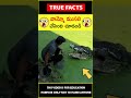 playing with crocodile stunt 😱 వామ్మో ముసలి 😱 amazingfacts truefacts shorts