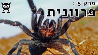 פרוונית - מפלצות קטנות -  פרק 5