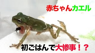 イエアメガエルの赤ちゃんが我が家にやってきました！　初めてのご飯で大惨事発生！？