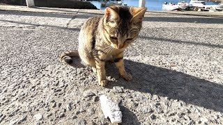 無邪気に遊びまくる猫島の子猫ちゃん