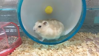 回し車の中で毛づくろいするハムスター🐹