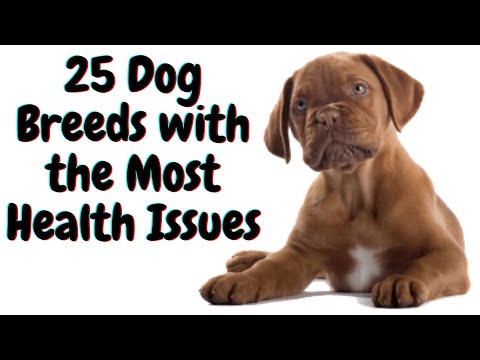 25 Dog Breeds With The Most Health Issues - YouTube