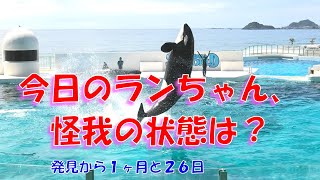 今日のランちゃん、怪我の状態は、(発見から１ヶ月２６日)  　鴨川シーワールド、シャチ「2022/08/19」、