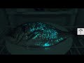 This is Why Waves Glow  Bioluminescence  Wild to Know