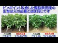 難裂莢大豆の開発と普及