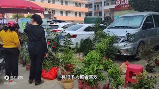 广东河源市和平县古寨镇街日，虽不是家乡街，却是更熟悉的地方