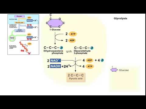 What is glycolysis followed by in the presence of oxygen?