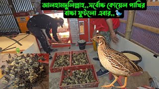 আলহামদুলিল্লাহ,,সর্বোচ্চ কোয়েল পাখির বাচ্চা ফুটলো এবার,,🐦