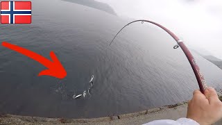 Kas būna kai žuvys išprotėja? // Skumbrių žvejyba Norvegijoje /fishing in Norway