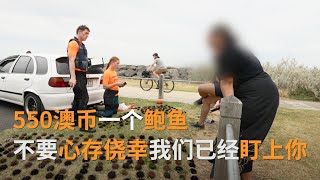 550澳币一个鲍鱼，不要心存侥幸我们已经盯上你 | SBS中文