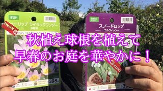 趣味のガーデニング！秋植え球根を植えて早春のお庭を華やかに！