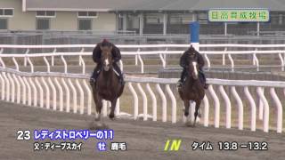 【2013育成馬展示会　調教映像】№23 レディストロベリーの11