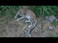 animals of the caucasus. part 1 western asia caucasian leopard