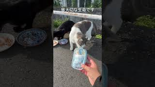 賢ちゃんに会いたい〜忍び（野良猫）や犬仲間との思い出#shorts#賢殿