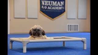 Mati (Shih Tzu) Boot Camp Dog Training Video Demonstration
