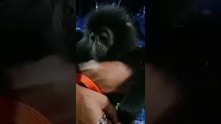 lutung hobi makan lalab