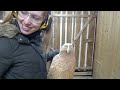 chainsaw carving an eagle.