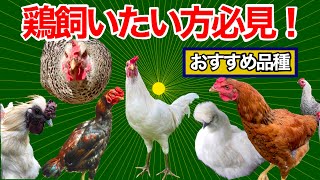 【飼いたい方向け】にわとりのおすすめ品種ランキング