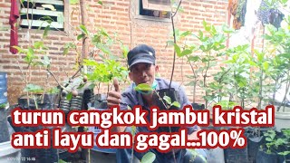 TRIK DAN TIPS TURUN CANGKOK JAMBU KRISTAL/TANPA LAYU... kebun organik wong deso