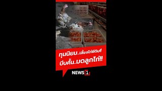 ทุนนิยม..เลี้ยงไก่ผีดิบ!! บีบคั้น..มดลูกไก่!! 27/12/67 #เลี้ยงไก่ #เลี้ยงไก่ผีดิบ #สัตว์เศรษฐกิจ