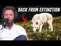 Dire Wolf Brought Back 10,000 Years After Extinction