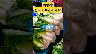 전국 배추가격! 대박! 미친! #폭락 #food #시장 #맛집 #김치 #배추