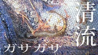 清流ガサガサ　両生類ウォッチング 　ハコネサンショウウオなど