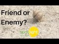 Friend or Enemy? | practice English with Spotlight