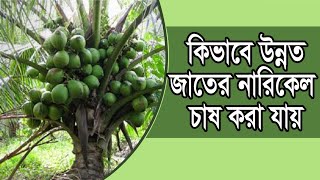 খাটো জাতের ম্যাজিক নারিকেল চাষ পদ্ধতি