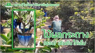 ไม้ผลกระถาง ปลูกอย่างไรให้ได้ผลดี? (ตอน เติมดินให้เต็ม)